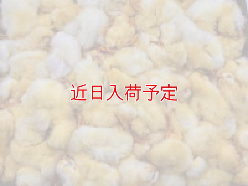画像1: 冷凍ひよこ　バラ入り　２ケース（２４０羽） (1)