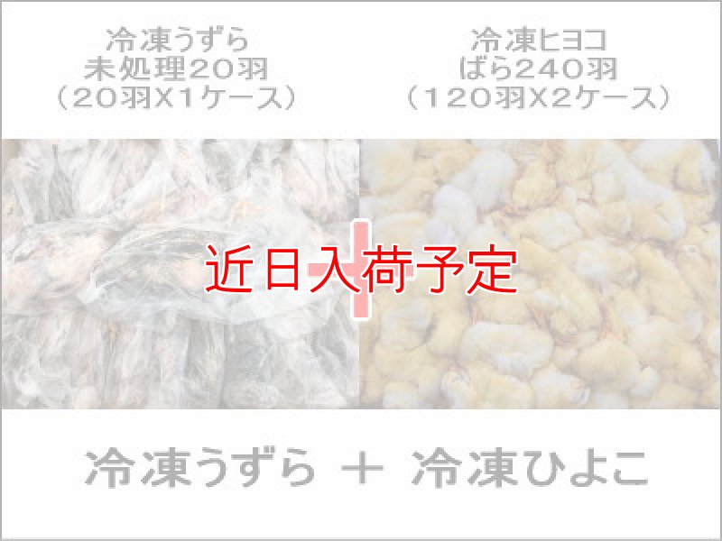 画像1: 冷凍うずら未処理（２0羽）＋冷凍ひよこ（240羽）SET (1)