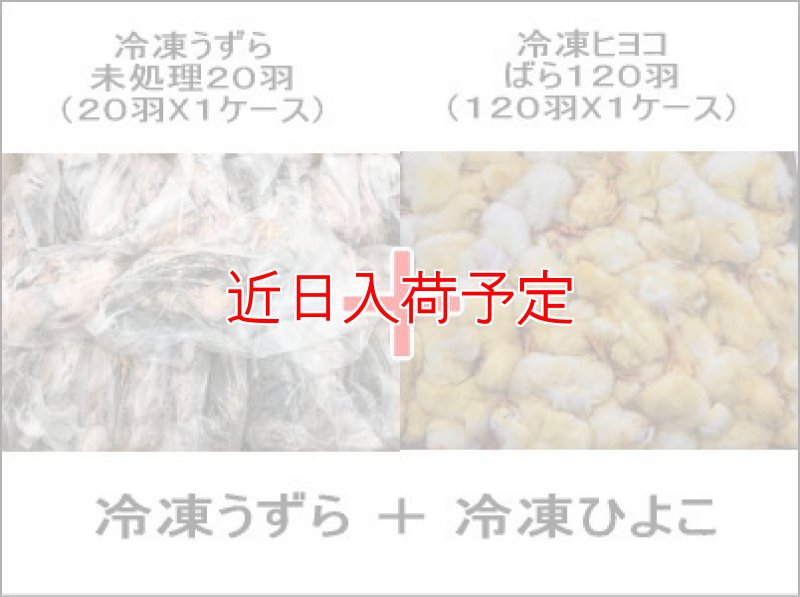 画像1: 冷凍うずら未処理（20羽）＋冷凍ひよこ（120羽）SET (1)