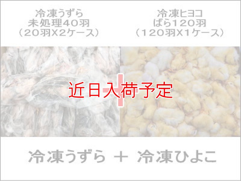 画像1: 冷凍うずら未処理（40羽）＋冷凍ひよこ（120羽）SET (1)